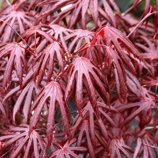 Acer Trompenburg - Japanese Maple Acer Trompenburg - Japanese Maple