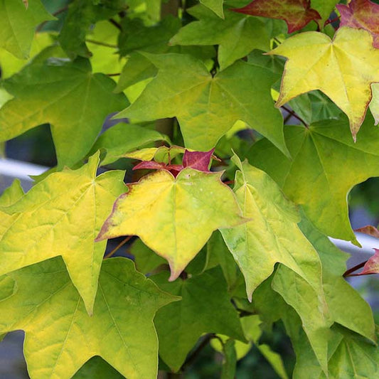 Acer cappadocicim Aureum - Golden Caucasian Maple Acer cappadocicim Aureum - Golden Caucasian Maple