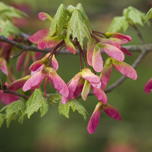 Acer cappadocicum Rubrum - Red Cappadocian Maple Acer cappadocicum Rubrum - Red Cappadocian Maple