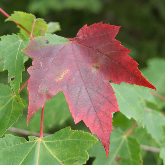 Acer cappadocicum Rubrum - Red Cappadocian Maple Acer cappadocicum Rubrum - Red Cappadocian Maple