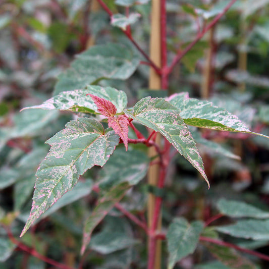 Acer conspicuum Red Flamingo - Red Flamingo Maple Tree Acer conspicuum Red Flamingo - Red Flamingo Maple Tree