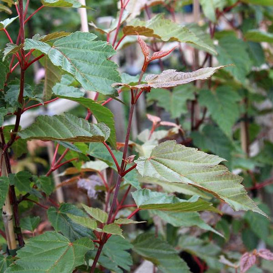 Acer davidii George Forrest - Davids Maple Tree Acer davidii George Forrest - Davids Maple Tree