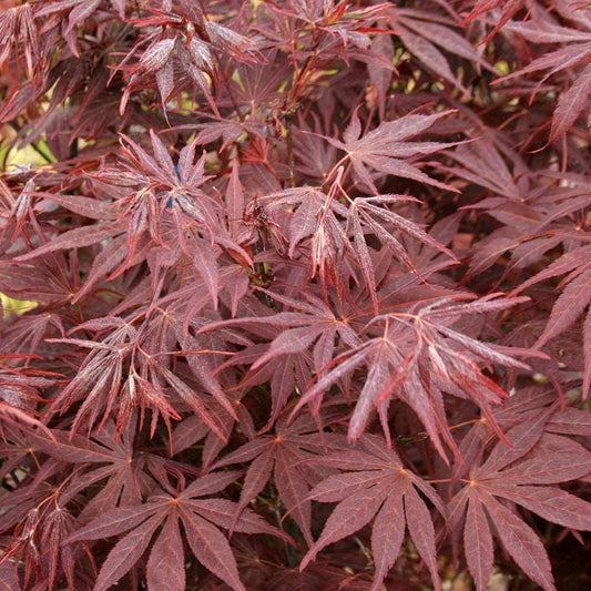 Acer palmatum Atropurpureum - Japanese Maple Tree Acer palmatum Atropurpureum - Japanese Maple Tree