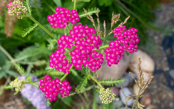 Achillea: A Timeless Perennial with Vibrant Blooms. Achillea: A Timeless Perennial with Vibrant Blooms.