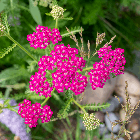 Achillea millefolium 'Cerise Queen' Achillea millefolium 'Cerise Queen'
