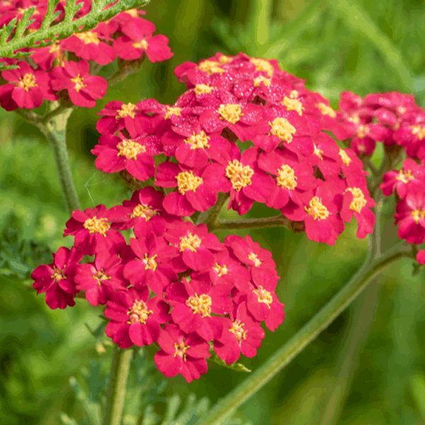 Achillea millefolium 'Paprika'