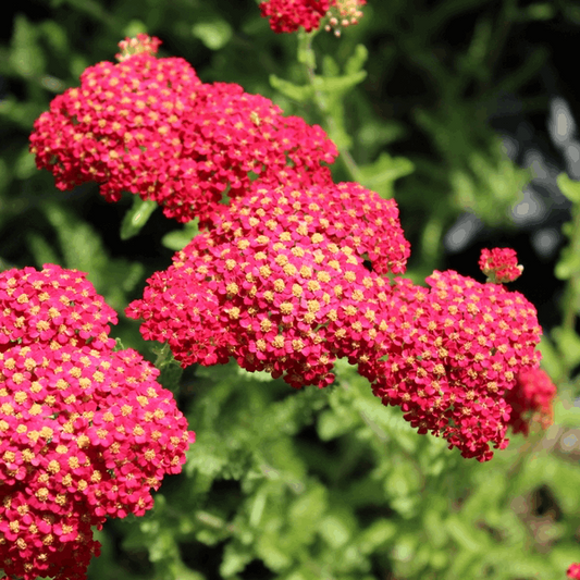 Achillea millefolium 'Paprika' - Yarrow Achillea millefolium 'Paprika' - Yarrow