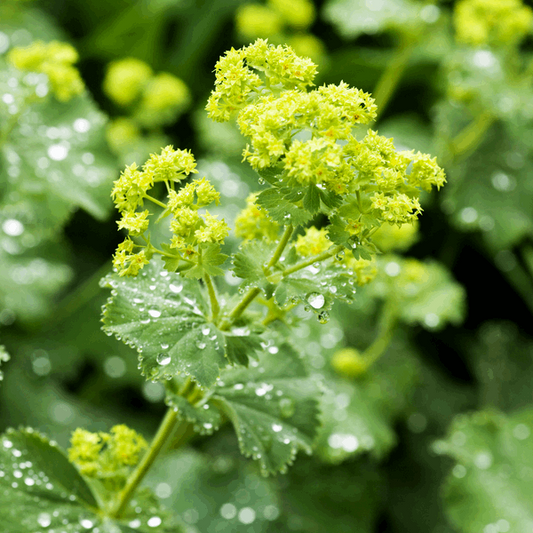 Alchemilla erythropoda Alchemilla erythropoda