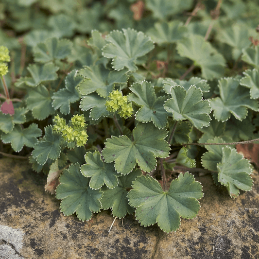 Alchemilla erythropoda Alchemilla erythropoda