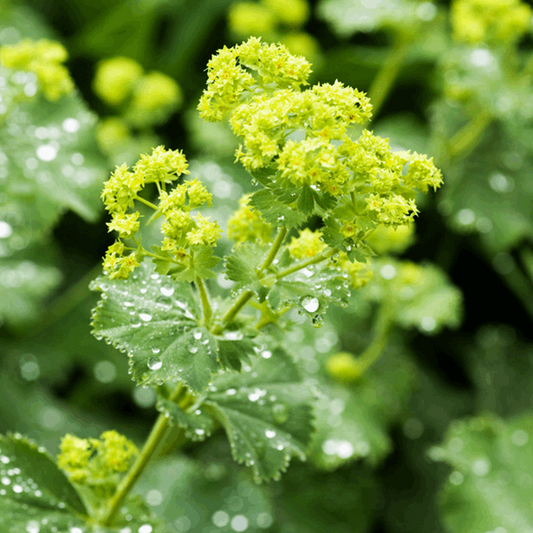 Alchemilla mollis Alchemilla mollis
