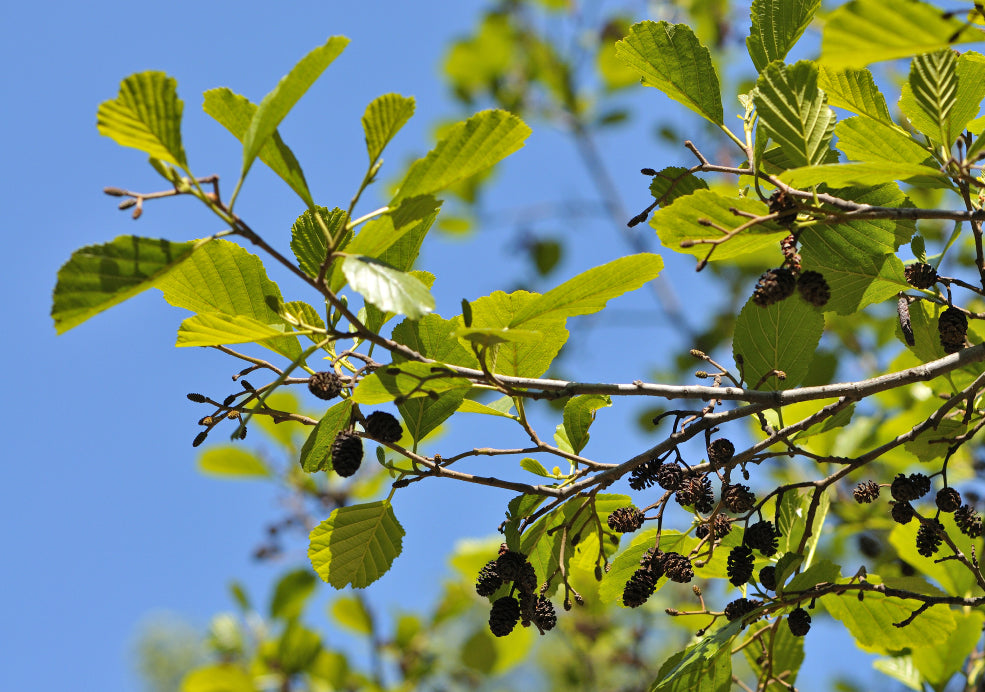 Alnus: Nature’s Hardy Helpers. Alnus: Nature’s Hardy Helpers.