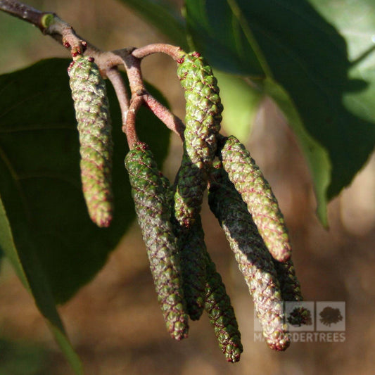 Alnus cordata - Italian Alder Tree Alnus cordata - Italian Alder Tree