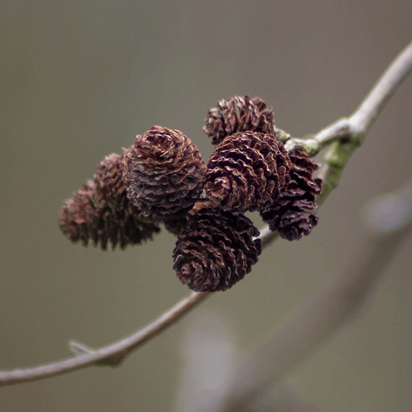 Close-up of a branch from the Alnus glutinosa - Common Alder Tree, featuring several small, brown, cone-like clusters against a blurred background. Renowned for its pollution resistance, this hardy tree thrives in various environments.