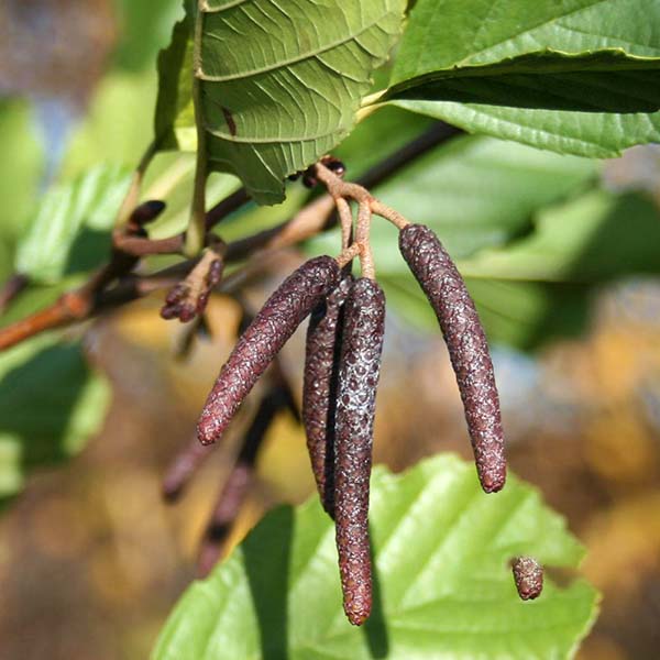 Close-up of dark purple catkins hanging from a branch of the Alnus glutinosa - Common Alder Tree, renowned for its ability to resist pollution, with green leaves in the background.