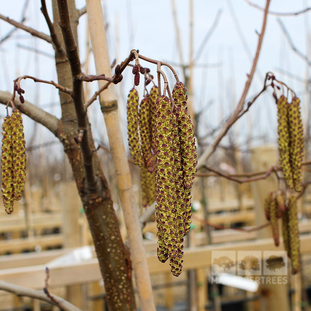 Close-up of Alnus glutinosa - Common Alder Tree branches adorned with brownish catkins, showcasing its signature charm. The background reveals more of these trees with similar structures, highlighting their remarkable resistance to pollution.