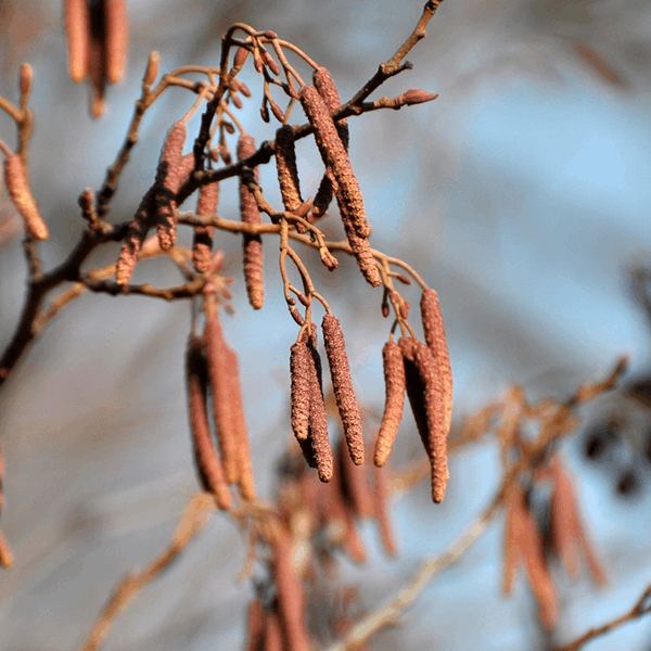 A close-up view of the reddish-brown catkins from the Alnus glutinosa, commonly known as the Common Alder Tree, hangs from bare branches against a blurred background, highlighting the tree's notable pollution resistance.
