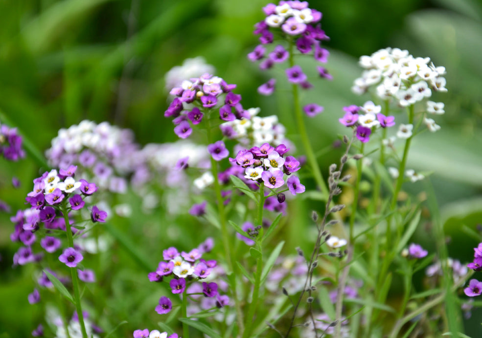 Alyssum: A Delightful Carpet of Colour. Alyssum: A Delightful Carpet of Colour.