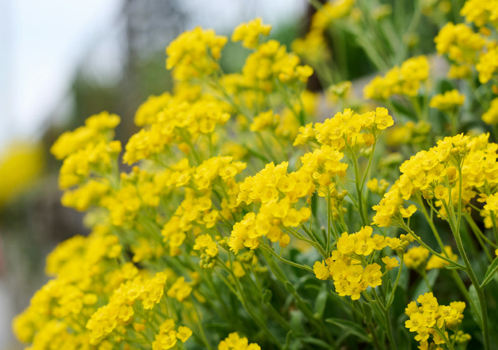 Hardy and Perfect for Beginners. Hardy and Perfect for Beginners.