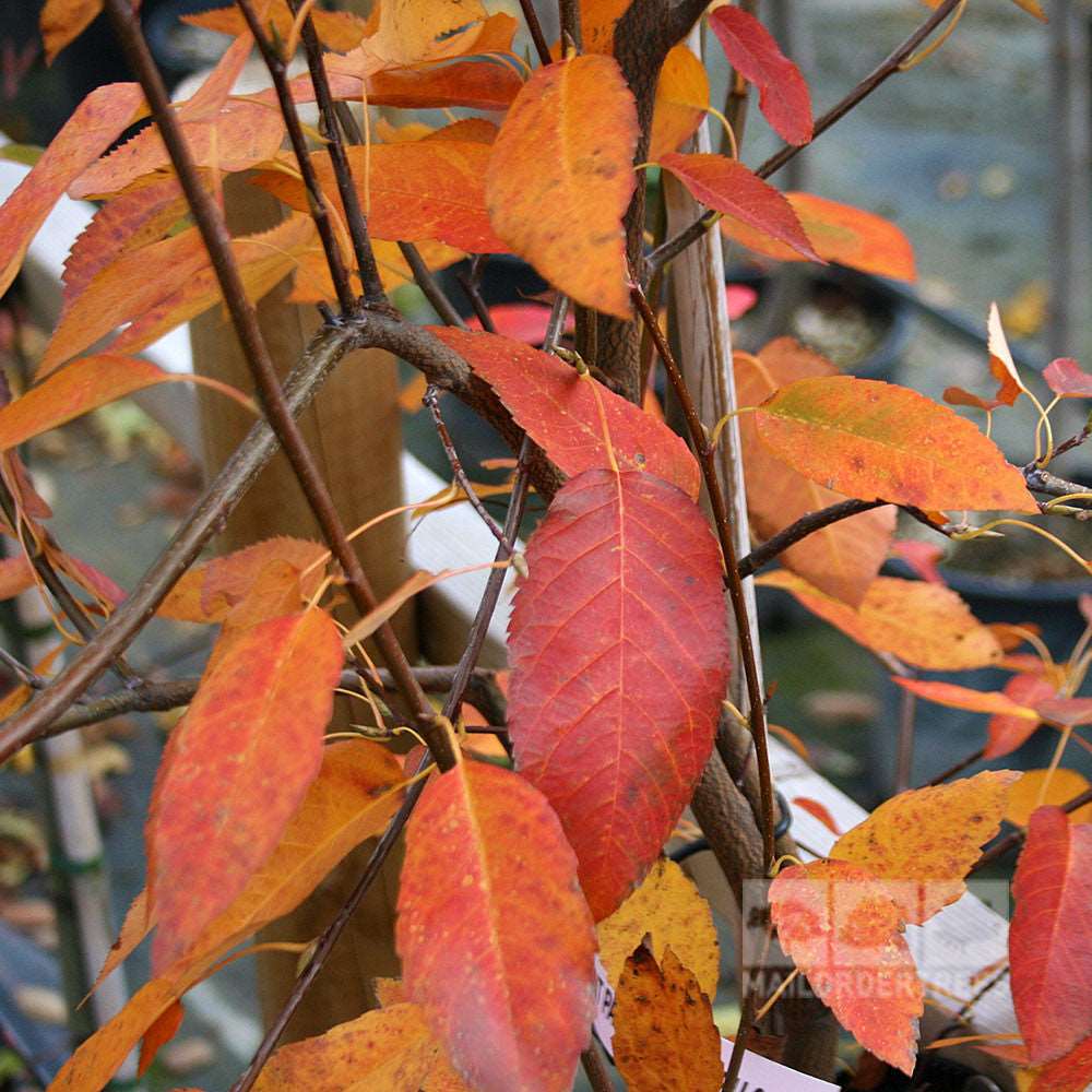 Amid the vibrant autumn palette of orange, red, and yellow leaves, the Amelanchier Ballerina - Snowy Mespilus Tree serves as a stunning garden feature. This remarkable tree enhances any landscape with its elegant and striking seasonal display.