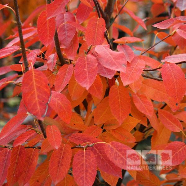 Close-up of an Amelanchier Robin Hill - June Berry Tree, highlighting its vibrant orange and red autumn foliage.