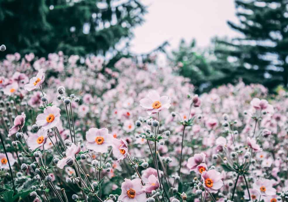 Hardy, Adaptable, and Easy to Grow. Hardy, Adaptable, and Easy to Grow.