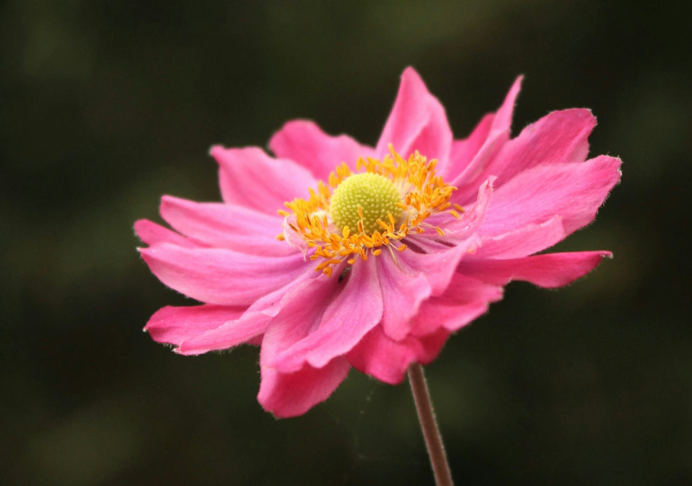 Anemone: A Graceful Addition with Delicate Blooms. Anemone: A Graceful Addition with Delicate Blooms.