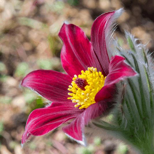 Anemone pulsatilla 'Red' Anemone pulsatilla 'Red'