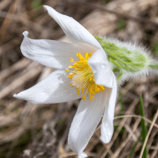 Anemone pulsatilla 'White' Anemone pulsatilla 'White'