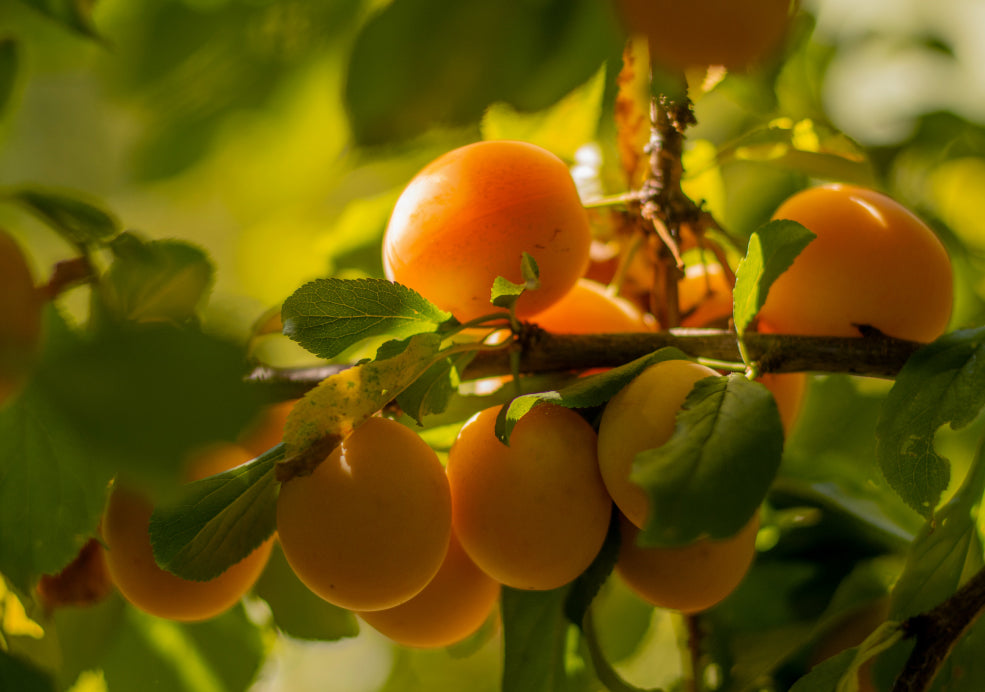 Apricot Trees: A Taste of the Mediterranean in Your Garden. Apricot Trees: A Taste of the Mediterranean in Your Garden.
