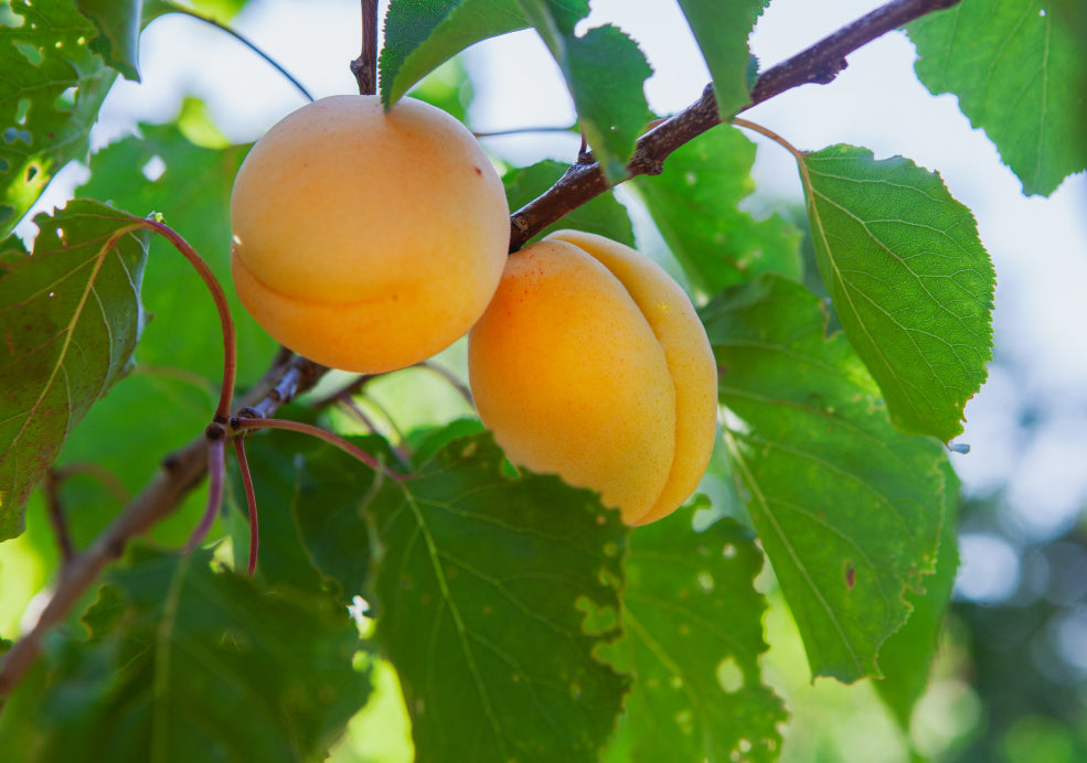 Ideal for Small Gardens and Containers. Ideal for Small Gardens and Containers.