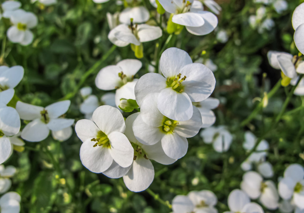 Arabis: A Delightful Ground Cover with Cascading Blooms. Arabis: A Delightful Ground Cover with Cascading Blooms.