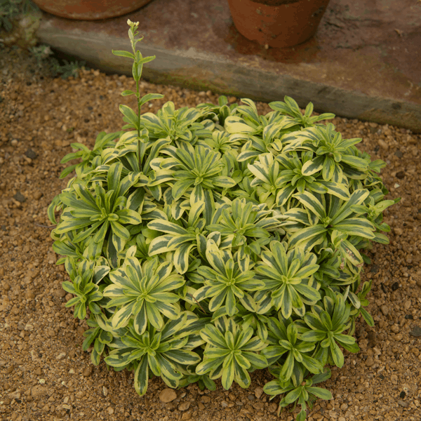 Arabis Ferdinandi Coburg