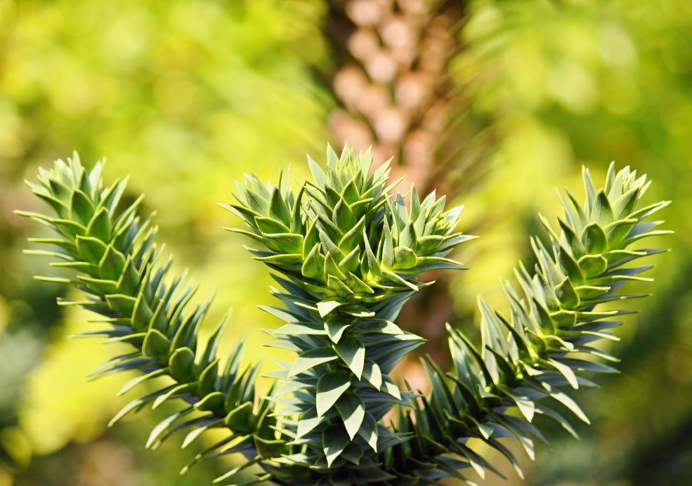 Seasonal Interest and Wildlife Shelter. Seasonal Interest and Wildlife Shelter.