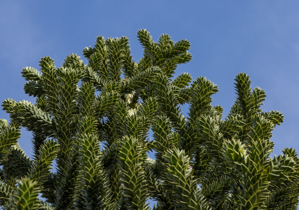 Tough and Trouble-Free. Tough and Trouble-Free.