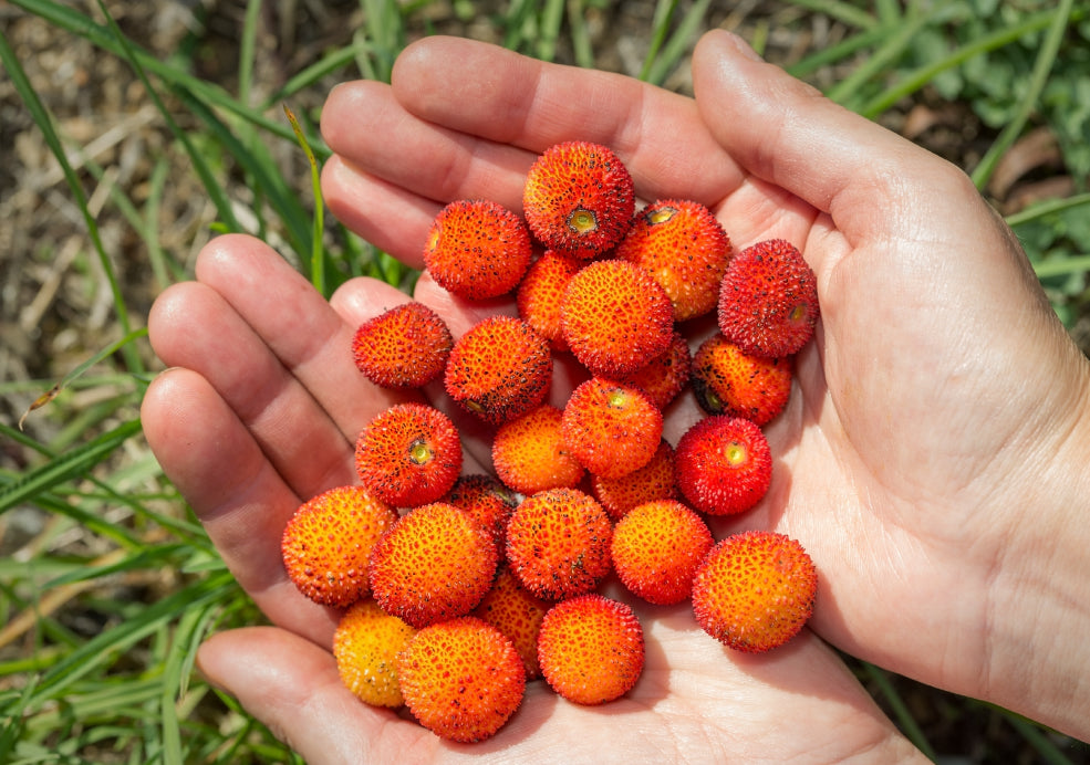 Resilient, Hardy and Low Maintenance. Resilient, Hardy and Low Maintenance.