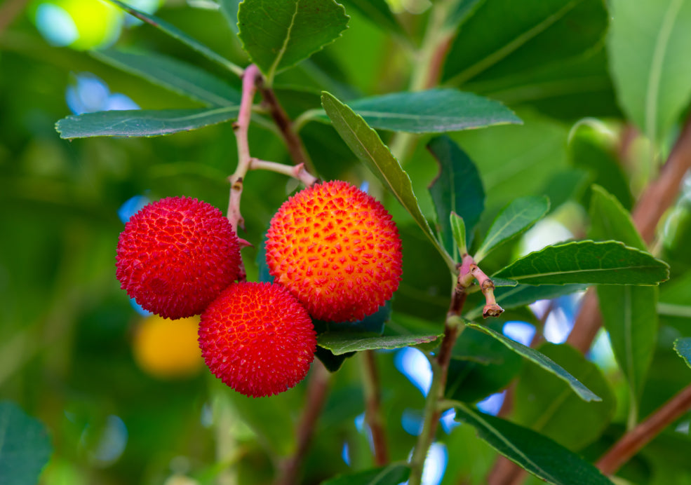 Arbutus: A Mediterranean Marvel in the British Garden. Arbutus: A Mediterranean Marvel in the British Garden.