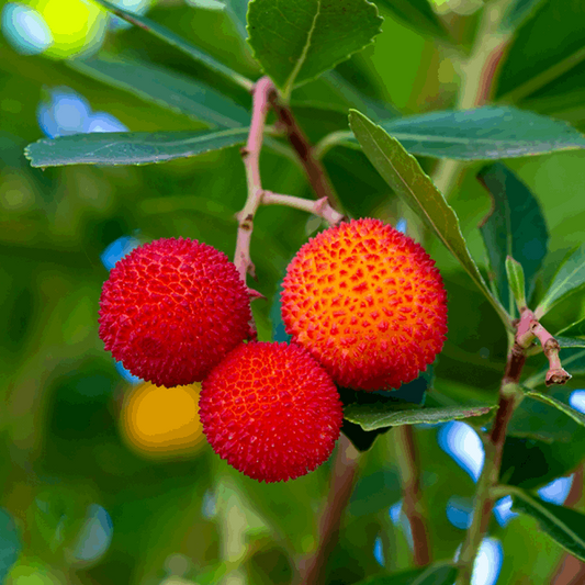 Arbutus unedo - Strawberry Tree Arbutus unedo - Strawberry Tree