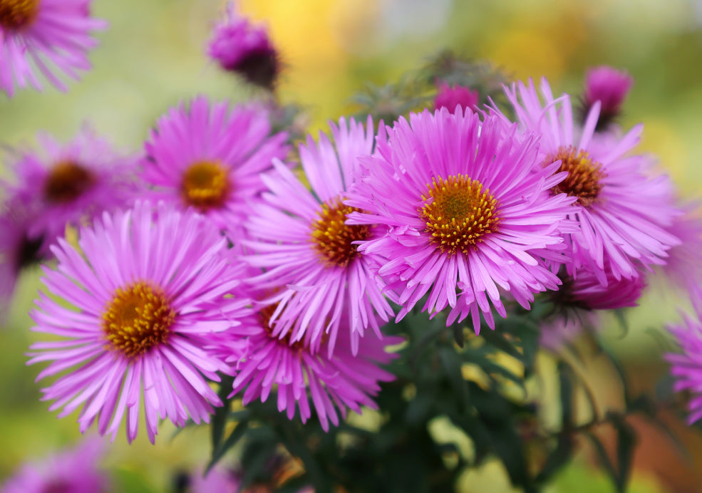 Aster: A Burst of Late-Season Colour. Aster: A Burst of Late-Season Colour.