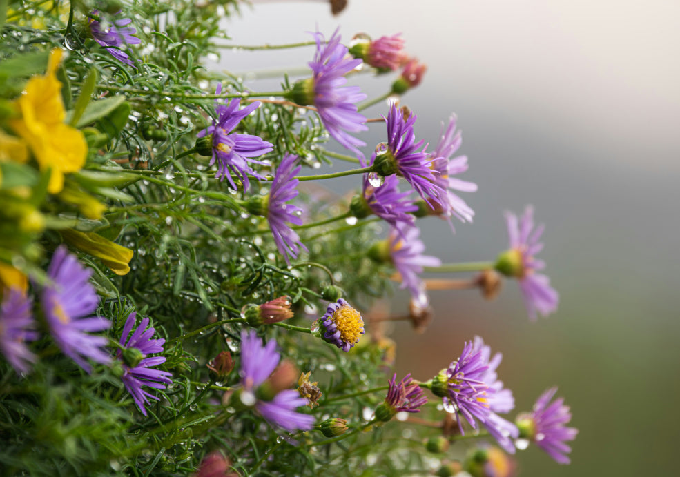 Adaptable with Minimal Care Needed. Adaptable with Minimal Care Needed.