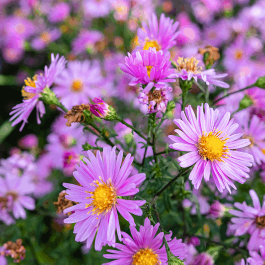 Aster alpinus 'Happy End' Aster alpinus 'Happy End'