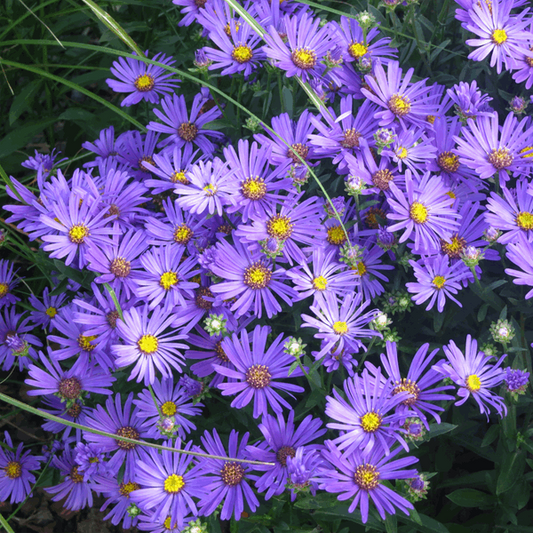 Aster amellus 'Rudolf Goethe' Aster amellus 'Rudolf Goethe'
