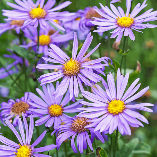 Aster amellus 'Rudolf Goethe' Aster amellus 'Rudolf Goethe'