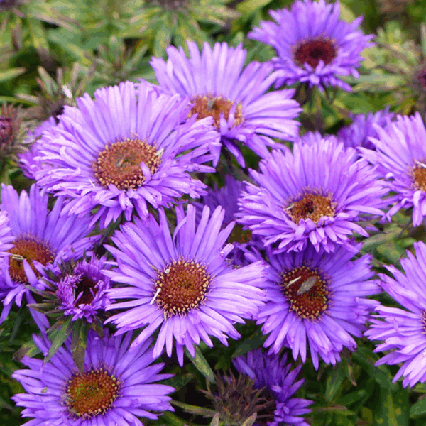 Close-up of vibrant Aster novae-angliae 'Purple Dome' flowers with yellow centres surrounded by lush green foliage.