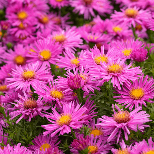 Aster novi belgii 'Alice Haslam' Aster novi belgii 'Alice Haslam'