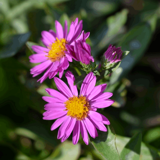 Aster novi belgii 'Alice Haslam' Aster novi belgii 'Alice Haslam'