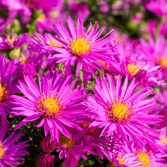 Aster novi belgii 'Dandy' Aster novi belgii 'Dandy'