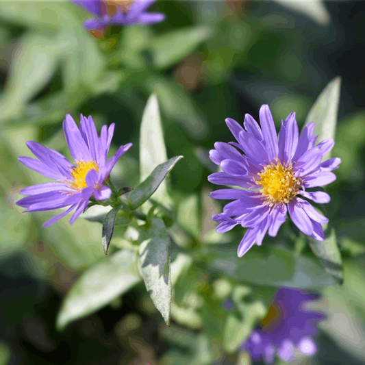 Aster novi belgii 'Samoa' Aster novi belgii 'Samoa'