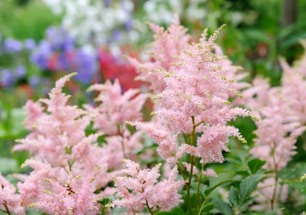 Astilbe: A Beautiful Addition with Feathery Blooms. Astilbe: A Beautiful Addition with Feathery Blooms.