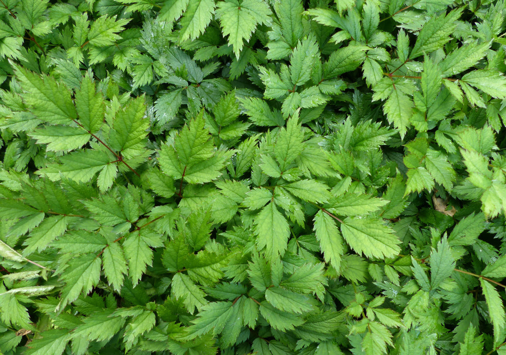 Long-Lasting Blooms and Wildlife Appeal. Long-Lasting Blooms and Wildlife Appeal.