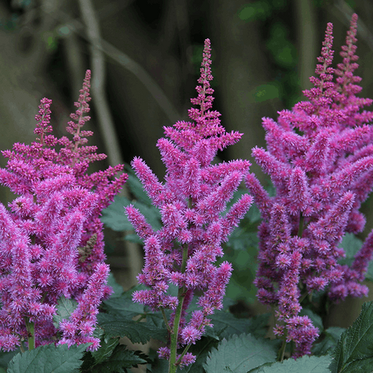 Astilbe chinensis Astilbe chinensis